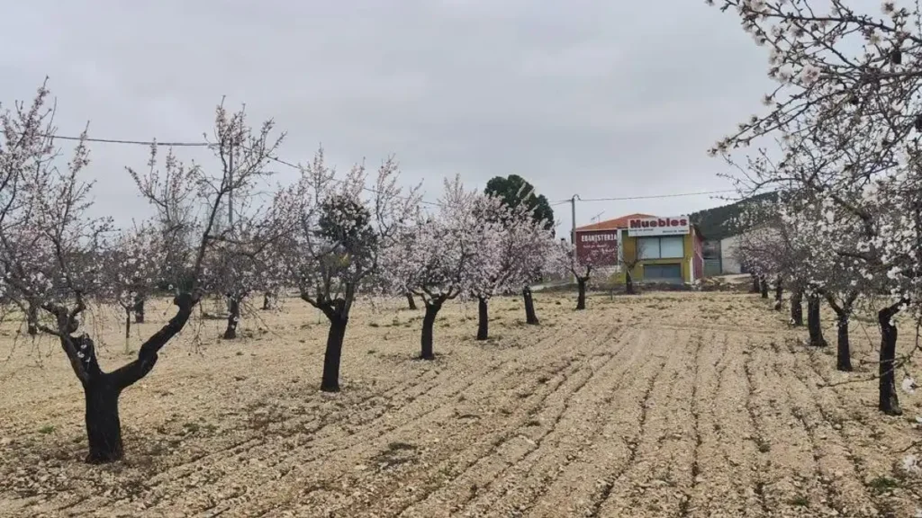 Crisis en el Sector de Frutos Secos: El Caso de Crisol y sus Sociedades