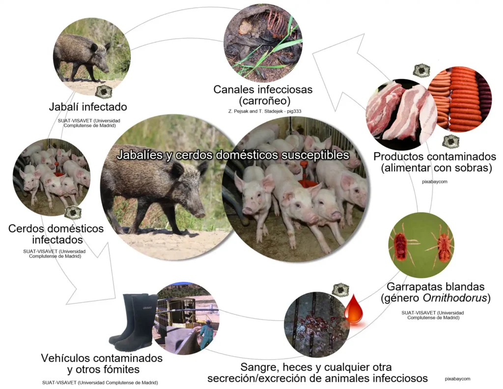 Impacto del Virus de Peste Porcina Africana en el Sector Cárnico Español