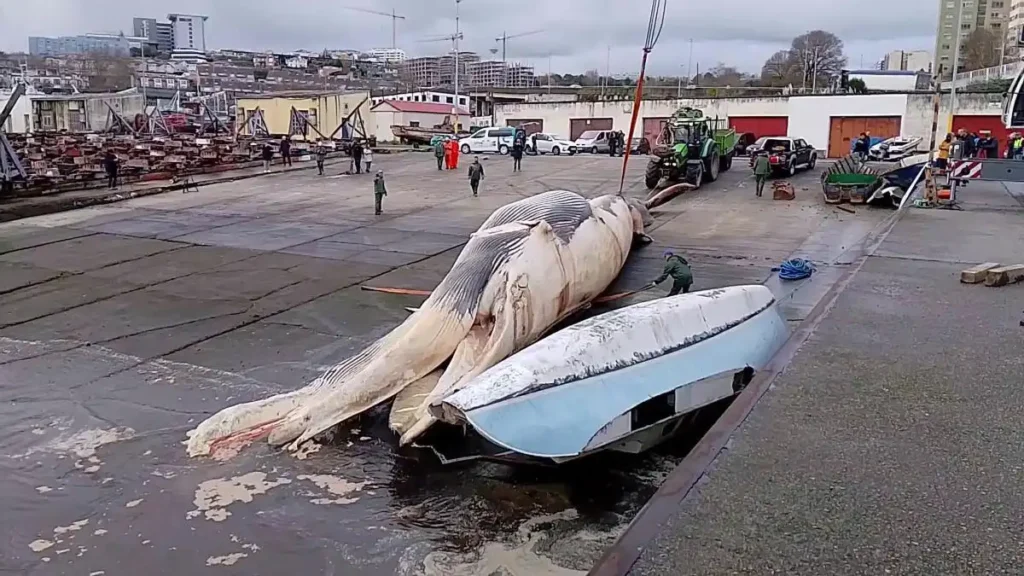 Operativo Inusual: La Recuperación de una Ballena Gigante en A Coruña